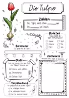 Vorschau - Arbeitsblätter - Steckbrief Tulpe - Frühblüher - Seite 1