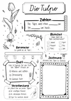 Vorschau - Arbeitsblätter - Steckbrief Tulpe - Frühblüher - Seite 2