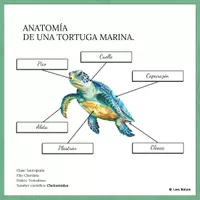 Vista previa - Decoración del aula - ANATOMÍA DE UNA TORTUGA MARINA POSTER 42x42cm. - página 2