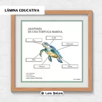 Vista previa - Decoración del aula - ANATOMÍA DE UNA TORTUGA MARINA POSTER 42x42cm. - página 1