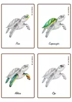 Vista previa - Juegos / Gamificación - ANATOMÍA DE LA TORTUGA MARINA - TARJETAS MONTESSORI. - página 1