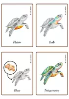 Vista previa - Juegos / Gamificación - ANATOMÍA DE LA TORTUGA MARINA - TARJETAS MONTESSORI. - página 3