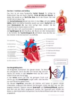 Vorschau - Stundenentwürfe - Herz und Blutkreislauf | Fertige Unterrichtsstunde | Biologie - Seite 1