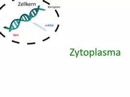 Vorschau - Präsentationen/Tafelbilder - Translation Proteinbiosynthese - Animation zum Ablauf - Seite 1
