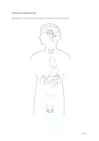 Vorschau - Arbeitsblätter - Anatomie und Physiologie, Hormone (2 Lektionen) - Seite 2