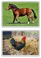 Vorschau - Poster - Bild- und Wortkarten - Tiere am Bauernhof - Seite 3
