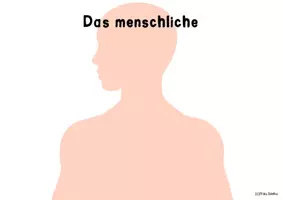 Vorschau - Bildkarten - Bildkarten Verdauungssystem Verdauung des Menschen - Seite 2