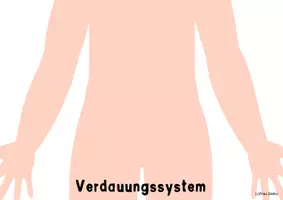 Vorschau - Bildkarten - Bildkarten Verdauungssystem Verdauung des Menschen - Seite 3