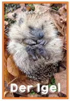 Vorschau - Poster - Der Igel - Bildkarten - Igeljahr, Feinde, Nahrung, Lebensraum - Seite 1