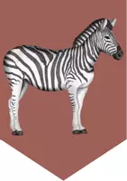 Vorschau - Mal- und Bastelvorlagen - Materialpaket: Zebraklasse - Seite 1