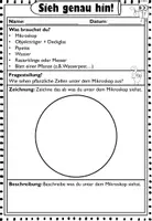 Vorschau - Arbeitsblätter - Mikroskopieren Pflanzenzelle I Querschnitt I Pflanze I Versuch - Seite 3