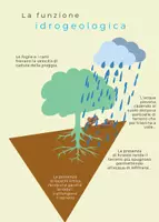 anteprima - Esercizi - Alla scoperta degli alberi - Quaderno di osservazione - Pagina 3