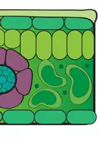 Vorschau - Präsentationen/Tafelbilder - Tafelbild I Querschnitt I Pflanze - Seite 3
