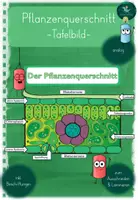 Vorschau - Präsentationen/Tafelbilder - Tafelbild I Querschnitt I Pflanze - Deckblatt