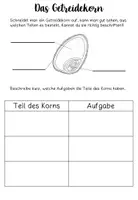 Vorschau - Arbeitsblätter - Getreide: Übungsheftchen zur Wiederholung vor KA - Seite 3