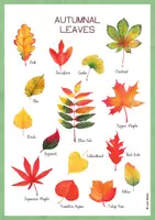 Vista previa - Juegos / Gamificación - AUTUMNAL LEAVES - PACK TARJETAS Y PÓSTER / INGLÉS. - página 2