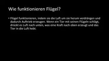 Vorschau - Arbeitsblätter - AB mit Fragen zum Thema "Flügel" + Lösungsblatt - Seite 3