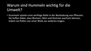 Vorschau - Arbeitsblätter - AB mit Fragen zum Thema "Hummeln" + Lösungsblatt - Seite 3