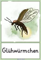 Vorschau - Bildkarten - Unsere kleinsten Wiesentiere: Bild- und Wortkarten - Seite 3