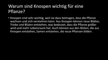 Vorschau - Arbeitsblätter - AB mit Fragen zum Thema "Knospen" + Lösungsblatt - Seite 3