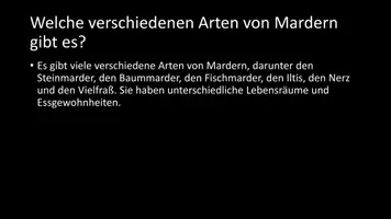 Vorschau - Arbeitsblätter - AB mit Fragen zum Thema "Marder" + Lösungsblatt - Seite 3