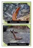 Vorschau - Stundenentwürfe - Materialpaket XXL Schnecke - Seite 3