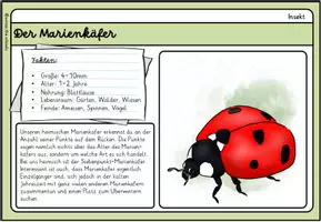 Vorschau - Anderer Materialtyp - Unsere kleinsten Wiesentiere: Infokarten - Seite 1