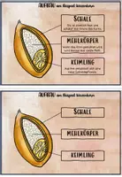 Vorschau - Arbeitsblätter - Getreide: die Getreidekörner Infokarteien, Aufbau, Wachstum - Seite 2