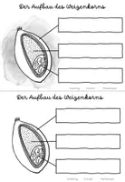 Vorschau - Arbeitsblätter - Getreide: die Getreidekörner Infokarteien, Aufbau, Wachstum - Seite 3