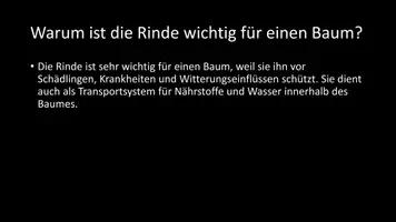 Vorschau - Arbeitsblätter - AB mit Fragen zum Thema "Rinde" + Lösungsblatt - Seite 3