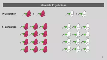 Vorschau - Präsentationen/Tafelbilder - Mendelsche Regeln - Präsentation zur Einführung - Seite 2
