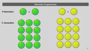 Vorschau - Präsentationen/Tafelbilder - Mendelsche Regeln - Präsentation zur Einführung - Seite 3