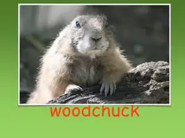 Vorschau - Spiele - Unterrichtseinstieg / Zungenbrecher - Woodchuck - Deckblatt