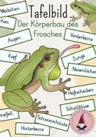Vorschau - Stundenentwürfe - XL Materialpaket: Der Frosch - Seite 1