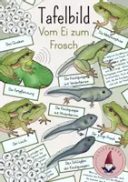 Vorschau - Stundenentwürfe - Tafelbild: Vom Ei zum Frosch/ Die Entwicklung des Frosches - Deckblatt