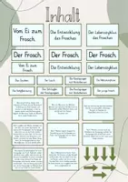 Vorschau - Stundenentwürfe - Tafelbild: Vom Ei zum Frosch/ Die Entwicklung des Frosches - Seite 1