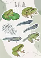 Vorschau - Stundenentwürfe - Tafelbild: Vom Ei zum Frosch/ Die Entwicklung des Frosches - Seite 2