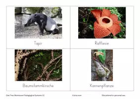 Vorschau - Spiele - Der Regenwald Montessori Legekarten - Seite 3