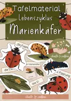 Vorschau - Merkblätter - Tafelmaterial Lebenszyklus Marienkäfer - Vom Ei zum Marienkäfer - Bildkarten - Deckblatt