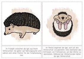 Vorschau - Poster - Igel - Lebenszyklus - Bildkarten zum Aufhängen - Seite 2