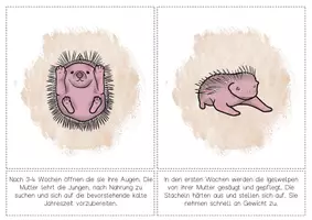 Vorschau - Poster - Igel - Lebenszyklus - Bildkarten zum Aufhängen - Seite 3