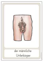 Vorschau - Stundenentwürfe - Tafelmaterial Sexualerziehung Befruchtungen Eizelle (inkl. Arbeitsblatt) - Seite 3