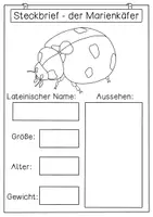Vorschau - Unterrichtsreihen - Unterrichtsreihe Marienkäfer - Arbeitsblätter, Bastelanleitungen, Vorwissen & Texte - Seite 3