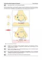 Vorschau - Arbeitsblätter - Synapsen - Arbeitsblatt und Grafiken - Seite 1