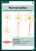 Vorschau - selbst erstellte Cliparts/Grafiken - Nervenzellen - Grafiken zur Erstellung von Arbeitsblättern - Deckblatt