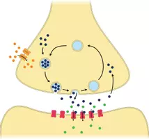 Vorschau - Präsentationen/Tafelbilder - Grafiken Biologie - wachsendes Materialpaket - Seite 1