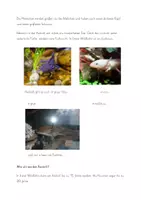 Vorschau - Arbeitsblätter - Mein Tierwissen - Rund um den Axolotl - Seite 3