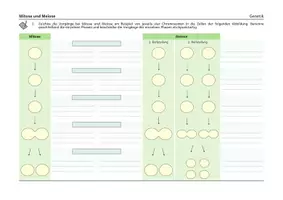 Vorschau - Arbeitsblätter - Mitose und Meiose - Arbeitsblätter und Übersicht - Seite 1