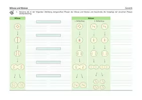 Vorschau - Arbeitsblätter - Mitose und Meiose - Arbeitsblätter und Übersicht - Seite 2
