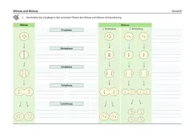 Vorschau - Arbeitsblätter - Mitose und Meiose - Arbeitsblätter und Übersicht - Seite 3